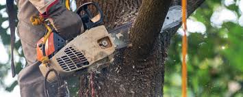 Best Stump Grinding and Removal  in New Lexington, OH