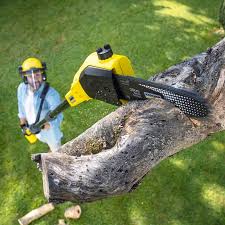 Best Tree Maintenance Programs  in New Lexington, OH