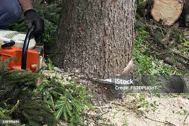 Best Firewood Processing and Delivery  in New Lexington, OH
