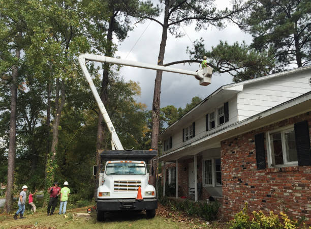 Best Palm Tree Trimming  in New Lexington, OH