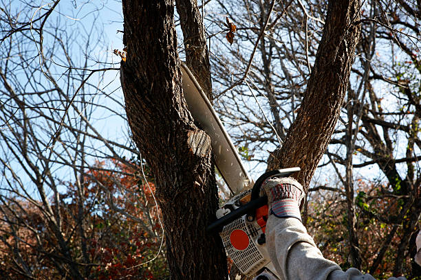 Best Tree Removal  in New Lexington, OH