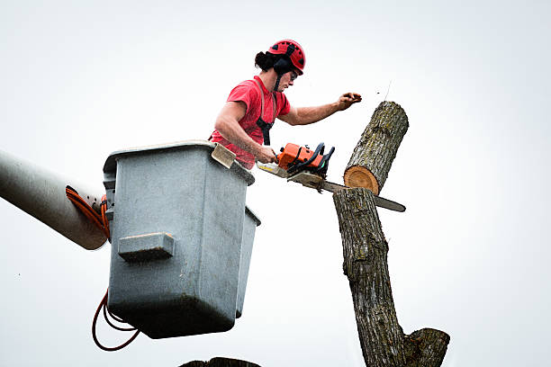 How Our Tree Care Process Works  in  New Lexington, OH