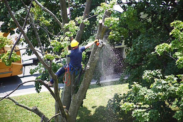 Best Tree Cabling and Bracing  in New Lexington, OH
