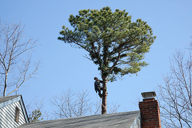 Best Arborist Consultation Services  in New Lexington, OH
