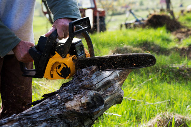 Best Leaf Removal  in New Lexington, OH
