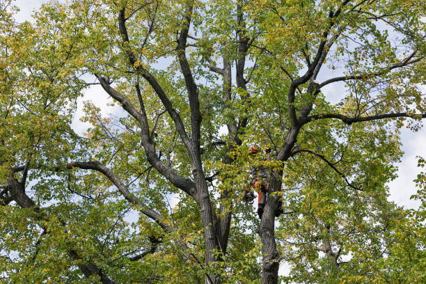 Best Tree and Shrub Care  in New Lexington, OH